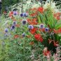 Beautiful Blue Thistle Flower 100 Seeds