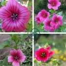 Beautiful Malope Trifida Flower 60 Seeds