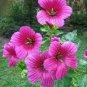 Beautiful Malope Trifida Flower 60 Seeds