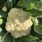 White Cauliflower Vegetable Bonsai 120 Seeds