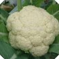White Cauliflower Vegetable Bonsai 120 Seeds