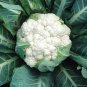 White Cauliflower Vegetable Bonsai 120 Seeds
