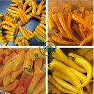 Organic Vegetables Yellow Peppers 40 Seeds