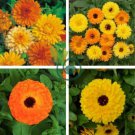 Beautiful Colorful Calendula Offcinalis 120 Seeds
