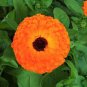 Beautiful Colorful Calendula Offcinalis 120 Seeds