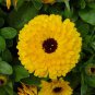 Beautiful Colorful Calendula Offcinalis 120 Seeds