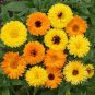 Beautiful Colorful Calendula Offcinalis 120 Seeds