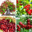 Super Sweet Bonsai Cherry Fruits 10 Seeds