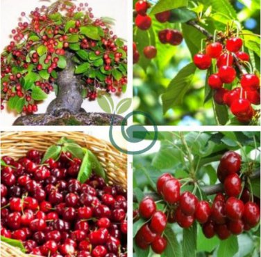 Super Sweet Bonsai Cherry Fruits 10 Seeds