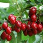 Super Sweet Bonsai Cherry Fruits 10 Seeds