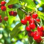 Super Sweet Bonsai Cherry Fruits 10 Seeds