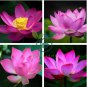 New Variety Sunset Red Nelumbo Nucifera Lotus 2 Seeds