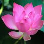 New Variety Sunset Red Nelumbo Nucifera Lotus 2 Seeds