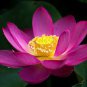 New Variety Sunset Red Nelumbo Nucifera Lotus 2 Seeds