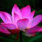 New Variety Sunset Red Nelumbo Nucifera Lotus 2 Seeds
