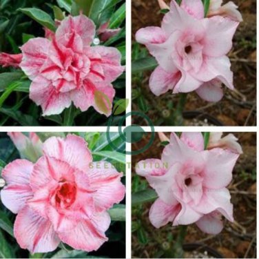 'Oscar Pink Lily' Adenium Desert Rose 4 Seeds