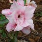 'Oscar Pink Lily' Adenium Desert Rose 4 Seeds