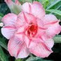 'Oscar Pink Lily' Adenium Desert Rose 4 Seeds