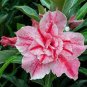 'Oscar Pink Lily' Adenium Desert Rose 4 Seeds
