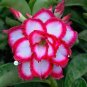 'Creamy Rose' Adenium Desert Rose 4 Seeds