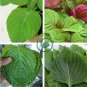 Double Color Suzi Seed Potted Perilla 70 Seeds