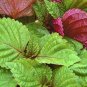 Double Color Suzi Seed Potted Perilla 70 Seeds
