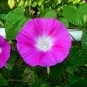 Pink Shibori Hige Ipomoea Purpurea Morning Glory 100 Seeds