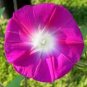 Pink Shibori Hige Ipomoea Purpurea Morning Glory 100 Seeds