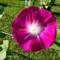Pink Shibori Hige Ipomoea Purpurea Morning Glory 100 Seeds