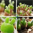 Monilaria obconica 20 Seeds