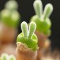 Monilaria obconica 20 Seeds