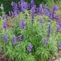 Dark Blue Mealy sage, Herbaceous Perennial Plants 40 Seeds