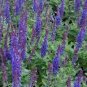 Dark Blue Mealy sage, Herbaceous Perennial Plants 40 Seeds