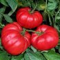 Rare 'Champion' Giant Red Tomato 200 Seeds