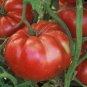 Rare 'Champion' Giant Red Tomato 200 Seeds