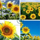 Ornamental Orange Sunflowers 4ft Tall Plant Big Blooming Flowers 80 Seeds