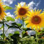 Ornamental Orange Sunflowers 4ft Tall Plant Big Blooming Flowers 80 Seeds