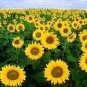 Ornamental Orange Sunflowers 4ft Tall Plant Big Blooming Flowers 80 Seeds