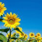 Ornamental Orange Sunflowers 4ft Tall Plant Big Blooming Flowers 80 Seeds