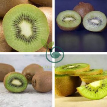 Exotic Fruits Hardy Kiwi Vine Fruit Delicious Fruits 60 Seeds