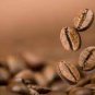 Coffee Bean 20 Seeds