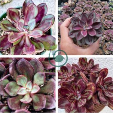 Multi-Colored Echeveria Nodulosa 40 Seeds