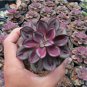 Multi-Colored Echeveria Nodulosa 40 Seeds