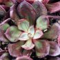 Multi-Colored Echeveria Nodulosa 40 Seeds