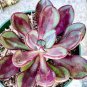Multi-Colored Echeveria Nodulosa 40 Seeds