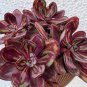 Multi-Colored Echeveria Nodulosa 40 Seeds