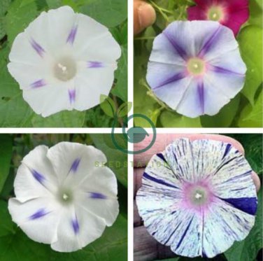 Imported White Morning Glory with Purple Spot Flowers 20 Seeds