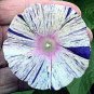 Imported White Morning Glory with Purple Spot Flowers 20 Seeds