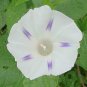 Imported White Morning Glory with Purple Spot Flowers 20 Seeds