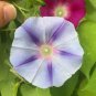 Imported White Morning Glory with Purple Spot Flowers 20 Seeds